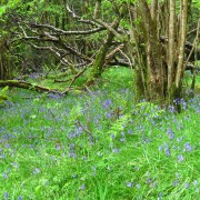 Bluebells at Glencoe Lochan trails