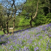 Bluebells by the river Coe.