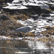 Common heron