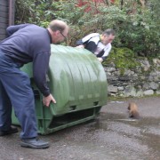 Pine marten in the bin