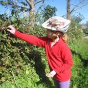 Time your ride for the early autumn and you will find blackberries galore along the North Shian road.