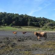 Hairy Coos at the beach near to Castle Stalker, Port Appin.