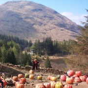 pumpkin patch