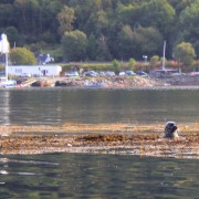 Seal in front of the Glencoe boat club.