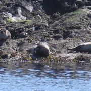 Seals on Loch Leven