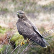 Buzzard in Glencoe