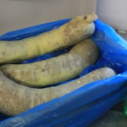 Chieftain Haggis