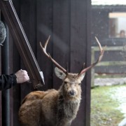 Inquisitive deer at Clachaig