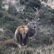 Stag looking back