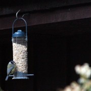 Blue tit