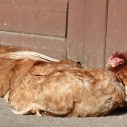 Sunbathing chickens