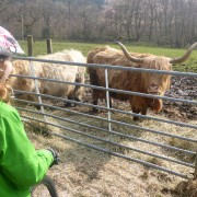 hairy coo