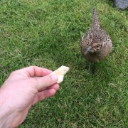 Pheasant feeding