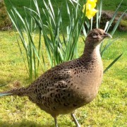 Plucky Pheasant