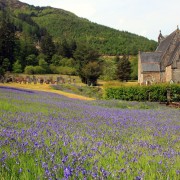 Bluebells at St John