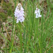Orchid in the marsh