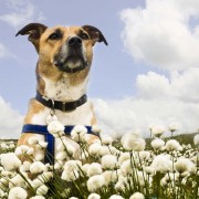 Rusty in cotton grass