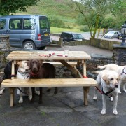 Dogs at Clachaig