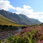 Flowering heather in Glencoe