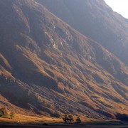Morning light in the glen.